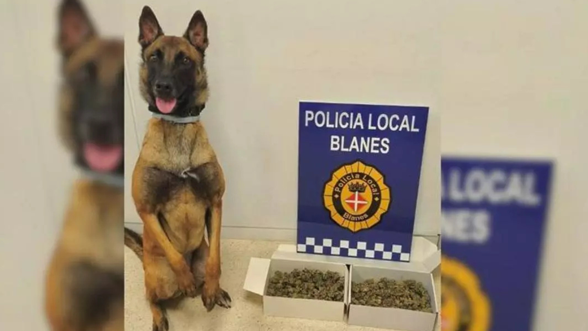 La canina de la Policia Local de Blanes / AJUNTAMENT DE BLANES
