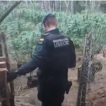 La guardia civil en la incautación de las más de 1500 plantas de Marihuana en el Alt Empordà / GUARDIA CIVIL