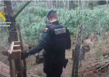 La guardia civil en la incautación de las más de 1500 plantas de Marihuana en el Alt Empordà / GUARDIA CIVIL
