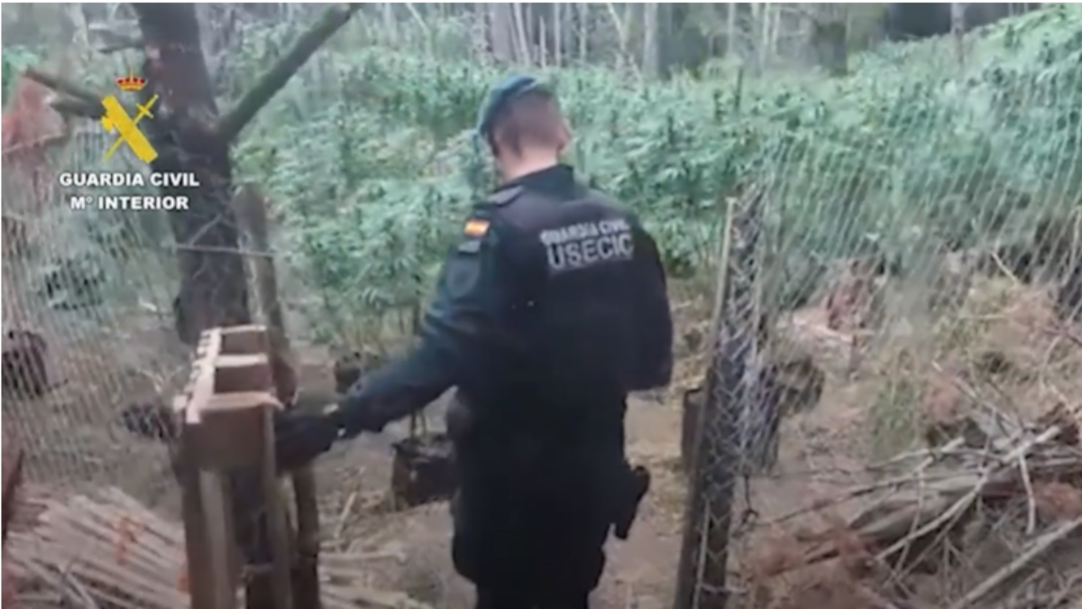 La guardia civil en la incautación de las más de 1500 plantas de Marihuana en el Alt Empordà / GUARDIA CIVIL